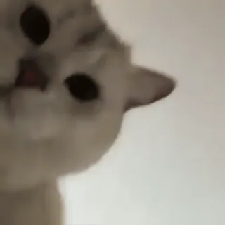 🙂 71ecf368 猫, 動物, かわいい, ペット, ネコ, 子猫 whatsapp sticker