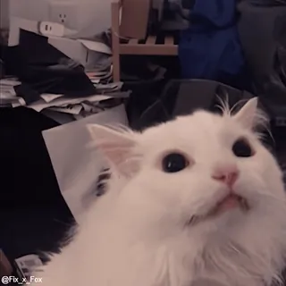 🙂 803f4f59 @Fix_x_Fox 猫, 白い猫, 動物, ペット, 可愛い, 家畜 whatsapp sticker