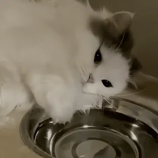 @buttorfleoge ♡ Kitties Bites whatsapp stickers