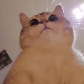 🙂 9d2a8153 猫, ペット, 動物, 飼い猫, ネコ科, 面白い, ミーム whatsapp sticker