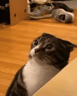 🙂 ac91b087 猫, 動物, ペット, かわいい, びっくり, 面白い, 飼い猫 whatsapp sticker