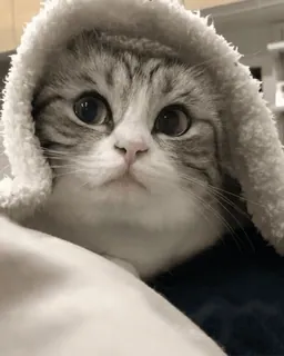 🙂 d3017838 猫, 子猫, かわいい, 動物, ペット, フード, 飼い猫 whatsapp sticker