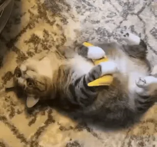 🙂 e2212f37 猫, 動物, ペット, 飼い猫, 遊ぶ, おもちゃ whatsapp sticker