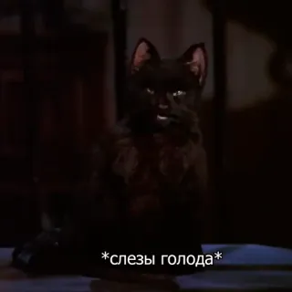 🐿 7458a454 *слезы голода* gatto, fame, gatto nero, animale domestico whatsapp sticker