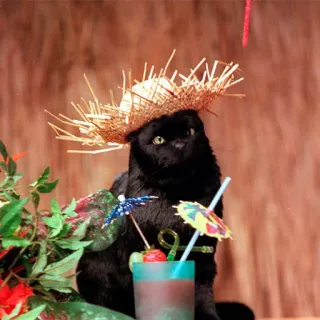 🍹 7e93d86e gatto, tropicale, cocktail, cappello di paglia, animale domestico, gatto nero, estate whatsapp sticker