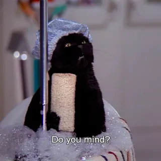 🚿 87bc4d77 Do you mind? gatto, bagno, cuffia, luffa, divertente, animale domestico whatsapp sticker