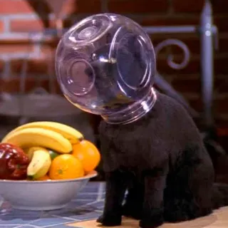 🚀 8ae7f300 gatto, barattolo, animale, divertente, animale domestico, cucina, frutta whatsapp sticker