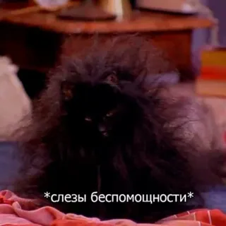 😕 99125a4a *слезы беспомощности* gatto, gatto nero, lacrime, impotenza, meme, animale domestico, animale whatsapp sticker