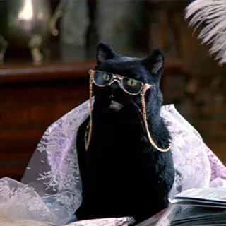 👨‍🔬 9aaa9166 gatto, occhiali, animale, animale domestico, divertente, carino whatsapp sticker