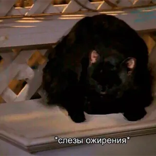 🎃 b3343ed2 *слезы ожирения* gatto, gatto nero, obeso, triste, piangente whatsapp sticker