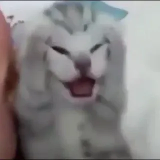 😭 74ee6315 Katze, Meme, lustig, Tier, Haustier, verrückt telegram sticker