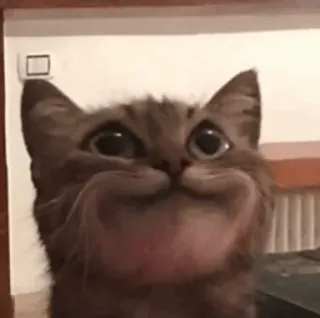 😗 76e4f0a3 Katze, Tier, süß, lustig, Haustier, Meme telegram sticker