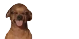 🤪 afbfc200 Hund, Chihuahua, Tier, Haustier, lustig, süß, Meme telegram sticker