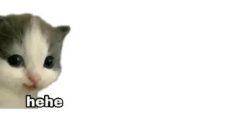😐 f7095507 hehe Katze, Kätzchen, Meme, süß, lustig, Tier telegram sticker