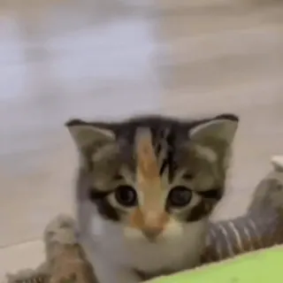 😊 b45db2c6 gatto, gattino, animale, animale domestico, carino, felino, gatto domestico telegram sticker