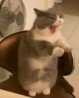 🎐 508e1740 mèo, hài hước, động vật, dễ thương, meme, thú cưng, mèo con telegram sticker