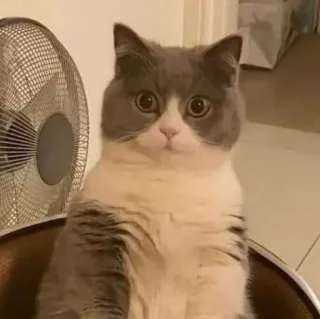 🎐 52c023f2 mèo, dễ thương, động vật, thú cưng, british shorthair, hài hước, mèo con telegram sticker