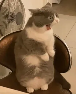 🎐 dc8d02b7 mèo, mèo hài hước, mèo ngạc nhiên, sốc, động vật telegram sticker