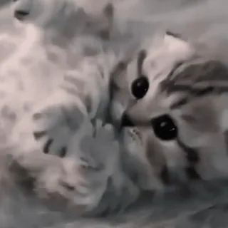 🤪 01a432e9 chat, chaton, mignon, animal, animal de compagnie, félin telegram sticker