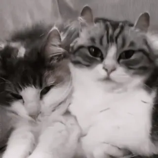 ❤️ 4ce83bea chat, chats, animaux domestiques, animaux, animaux domestiques, félin, chatons telegram sticker