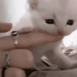 🙂 6d7f39db chaton, chat, animal de compagnie, animal, mignon, blanc telegram sticker