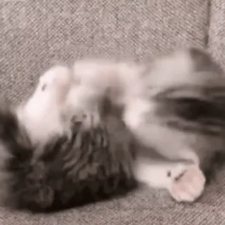 🙂 8144dfff chat, chaton, animal de compagnie, animal, mammifère, félin telegram sticker