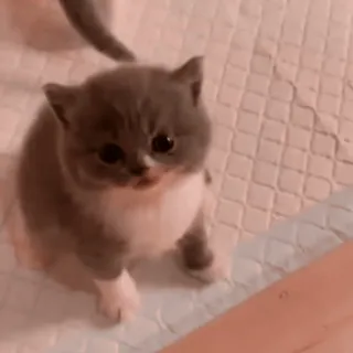 😶 b4c799db chaton, chat, mignon, animal, animal de compagnie, bébé animal telegram sticker