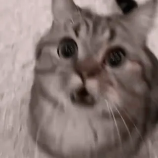 😩 b712ff4a chat, animal, animal de compagnie, mignon, drôle, mème telegram sticker