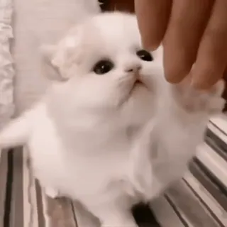 🙂 c945f73e chaton, mignon, blanc, chat, duveteux, animal de compagnie telegram sticker