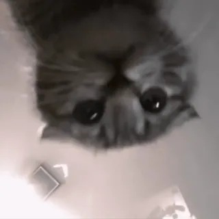 😊 cb1c5384 chat, animal de compagnie, animal, mignon, chat domestique, mammifère telegram sticker