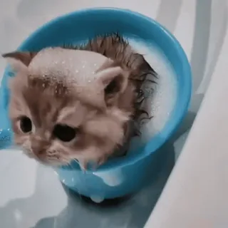 😶 e82d1d1b chaton, chat, bain, bulles, mignon, animal de compagnie, animal, toilettage telegram sticker