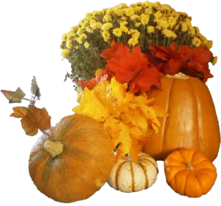 🍂 0eeae7ec citrouille, automne, automne, feuilles, fleurs, décoration, saisonnier, orange whatsapp sticker