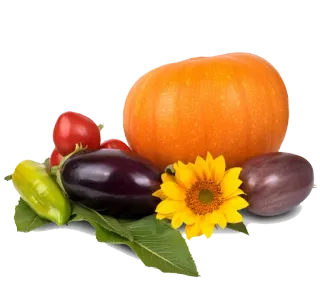 Thanksgiving @stickersandstuff whatsapp stickers