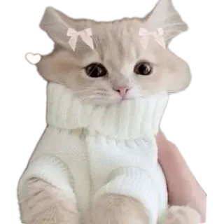 🐱 06a22670 猫, 小猫, 可爱, 动物, 宠物 telegram sticker