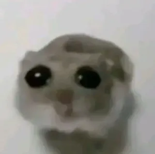 🌟 1eac783c 仓鼠, 啮齿动物, 动物, 可爱, 宠物, 小 telegram sticker