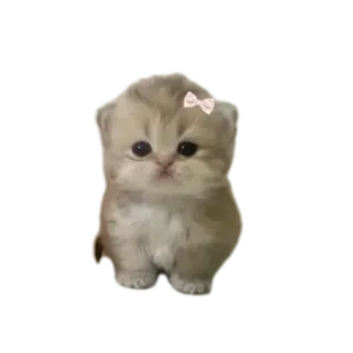 🐱 2c0c439f 小猫, 可爱, 猫, 动物, 宠物, 蝴蝶结 telegram sticker