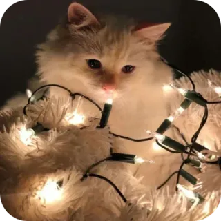 🐱 34734b32 猫, 小猫, 圣诞灯, 宠物, 动物, 可爱 telegram sticker