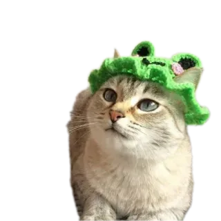 🐱 3836ef60 猫, 动物, 青蛙, 帽子, 可爱, 宠物 telegram sticker