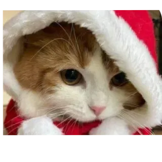 🐱 42c70aa1 猫, 圣诞节, 圣诞帽, 动物, 宠物, 节日 telegram sticker