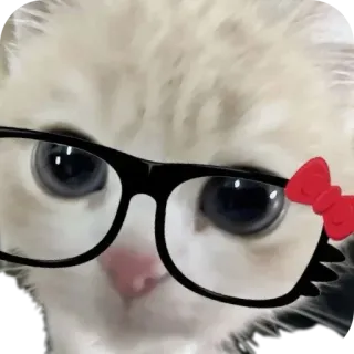 😎 77c903e6 猫, 小猫, 眼镜, 可爱, 动物, 宠物, 蝴蝶结, 搞笑 telegram sticker