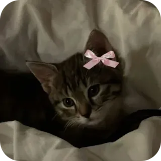 🐱 79f3077c 猫, 小猫, 动物, 宠物, 可爱, 蝴蝶结 telegram sticker