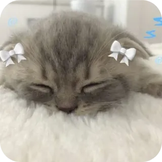 🐱 8626181e 小猫, 猫, 睡觉, 可爱, 动物, 蝴蝶结, 宠物, 家畜 telegram sticker