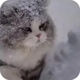 🐱 d8082436 猫, 中指, 粗鲁, 雪, 冒犯, 手势, 动物, 搞笑 telegram sticker