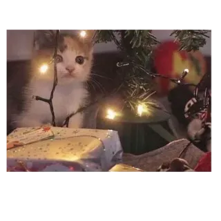 🐱 f64a568f 猫, 小猫, 圣诞节, 礼物, 树, 灯 telegram sticker