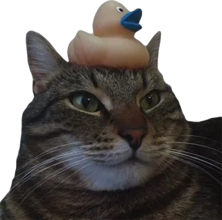 🐤 0110253e 고양이, 고무 오리, 동물, 애완동물, 얼룩 고양이 telegram sticker