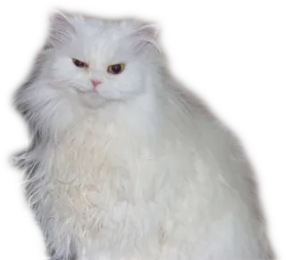 Эти ебучие коты whatsapp stickers