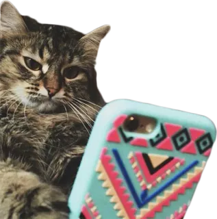 😕 37ec8c96 고양이, 동물, 애완동물, 새끼 고양이, 집고양이, 포유류, 털, 얼룩 고양이 telegram sticker