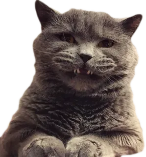 😬 405bf68b 고양이, 동물, 애완 동물, 회색 고양이, 브리티시 쇼트헤어, 웃긴, 이빨 telegram sticker