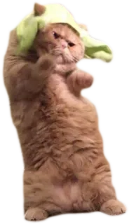 💃 432e53ea 고양이, 수건, 웃긴, 귀여운, 동물 telegram sticker