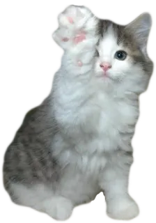 ✋️ 4455e66c 새끼 고양이, 고양이, 애완 동물, 동물, 귀여운, 폭신한 telegram sticker